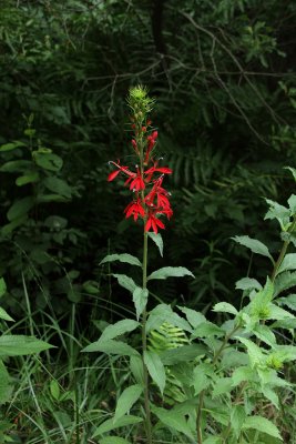 Lobelia cardinalis- Cardinal Flower