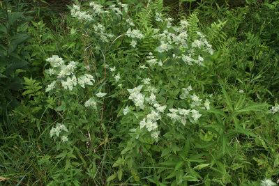 Pycnanthemum setosum- Awned Mountain Mint