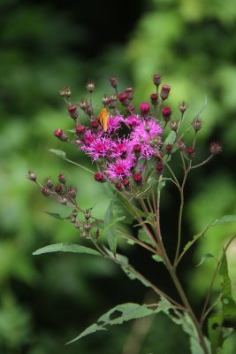 Vernonia noveboracensis- New York Ironweed