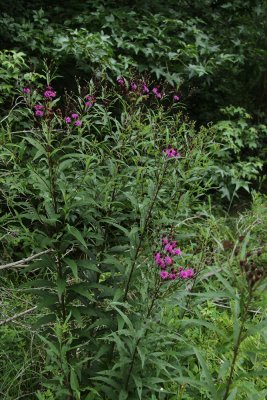 Vernonia noveboracensis- New York Ironweed