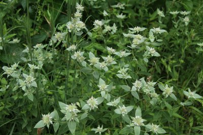 Pycnanthemum setosum- Awned Mountain Mint