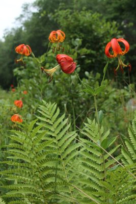 Lilium superbum-  Turk's Cap Lily