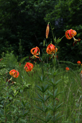 Lilium superbum-  Turk's Cap Lily