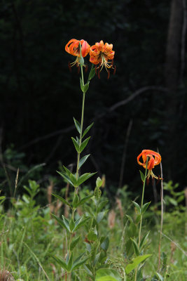 Lilium superbum-  Turk's Cap Lily