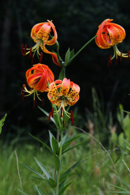 Lilium superbum-  Turk's Cap Lily