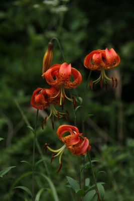 Lilium superbum-  Turk's Cap Lily