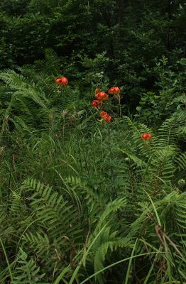 Lilium superbum-  Turk's Cap Lily