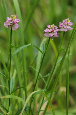 Polygala mariana- Maryland Milkwort