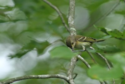 Juvenile White-Eyed Vireo