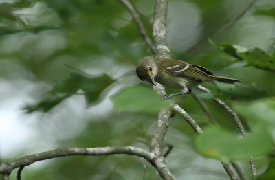 Juvenile White-Eyed Vireo