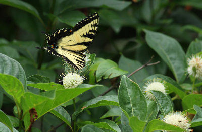 Tiger Swallowtail on Buttonbush