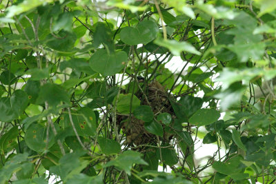Catbird on nest