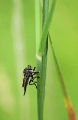 Robber Fly