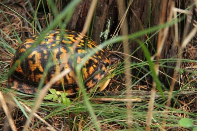 Eastern Box Turtle