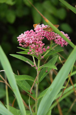 Asclepias incarnata- Swamp Milkweed