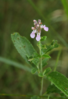 Teucrium canadense- Canada Germander