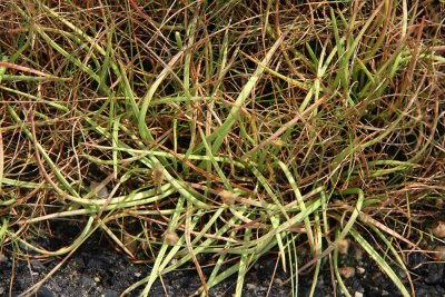 Plantago maritima L. var. juncoides- Seaside Plantain