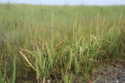 Plantago maritima L. var. juncoides- Seaside Plantain