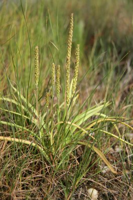 Plantago maritima L. var. juncoides- Seaside Plantain