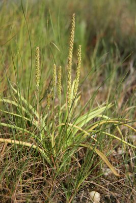 Plantago maritima L. var. juncoides- Seaside Plantain