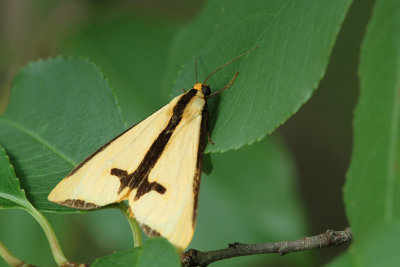 Clymene Moth