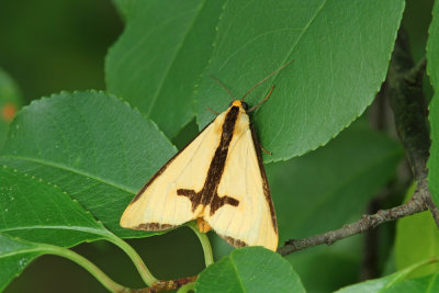 Clymene Moth