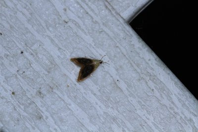 IMG_0935.jpg