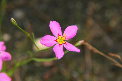 Sabatia stellaris- Salt Marsh Pink