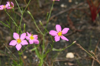 Sabatia stellaris- Salt Marsh Pink