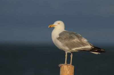 American Herring Gull