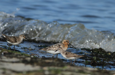 Sanderling and Semipalmated Sandpipers