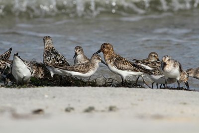 Sanderlings and friends
