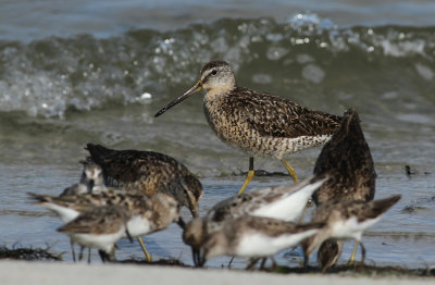 Short-billed Dowitcher