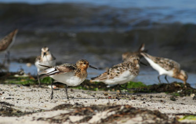 Sanderlings