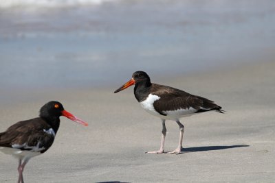 American Oystercatcher (adult and juv.)