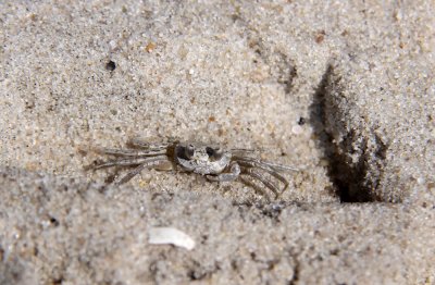 Ghost Crab