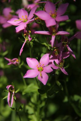 Sabatia angularis-Rose Pink