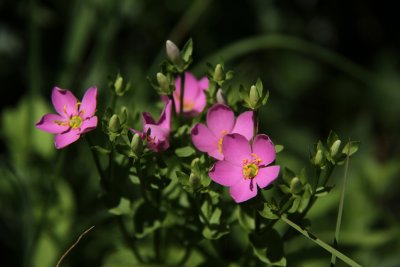 Sabatia angularis-Rose Pink