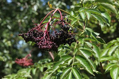 Sambucus canadensis- Elderberry
