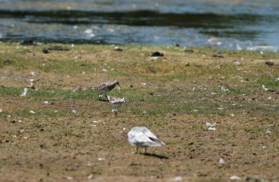 Wilson's Phalarope and Pectoral Sandpiper