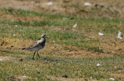 Pectoral Sandpiper