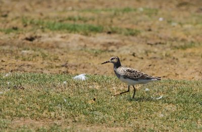 Pectoral Sandpiper