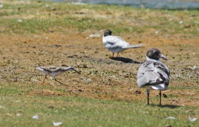 Wilson's Phalarope