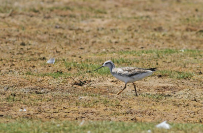 Wilson's Phalarope