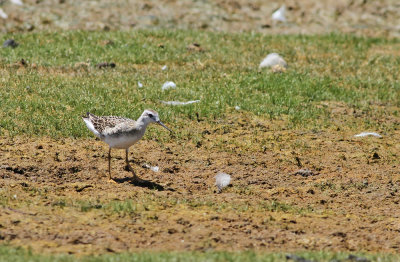 Wilson's Phalarope