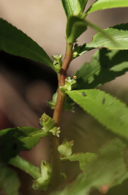 Proserpinaca palustris- Marsh Mermaid Weed