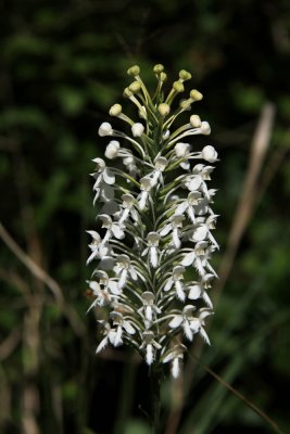 Platanthera blephariglottis- White Fringed Orchid