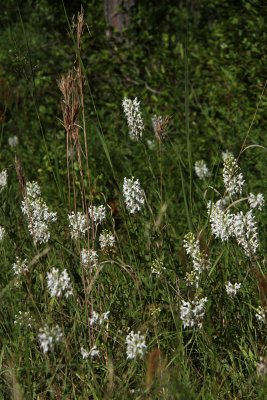 Platanthera blephariglottis- White Fringed Orchid