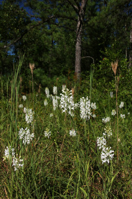 Platanthera blephariglottis- White Fringed Orchid
