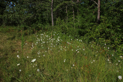 Platanthera blephariglottis- White Fringed Orchid